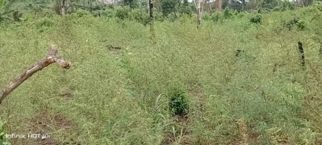 NDLEA arrests four, destroys 18,000kg of cannabis in Edo Forest