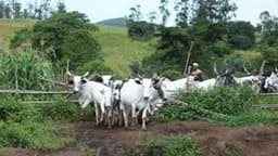 Abia farmer cries out as cows destroy crops, farmland