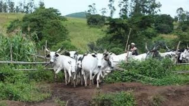 Abia farmer cries out as cows destroy crops, farmland
