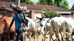 FG to relocate 30,000 cattle out of Abuja