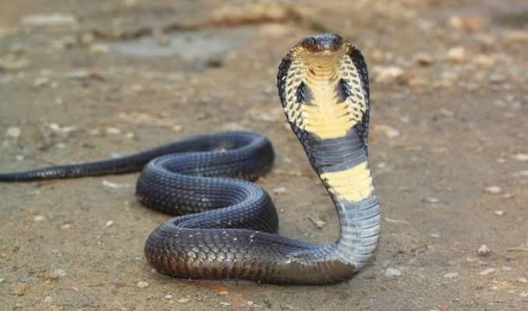 Gombe: Snakebite patients appeal for govt subsidy on treatment