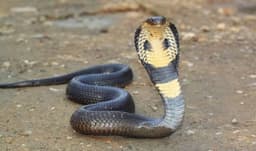 Gombe: Snakebite patients appeal for govt subsidy on treatment