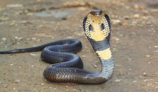 Gombe: Snakebite patients appeal for govt subsidy on treatment
