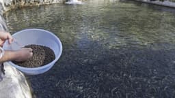 FG expresses concern over antibiotics misuse by fish farmers