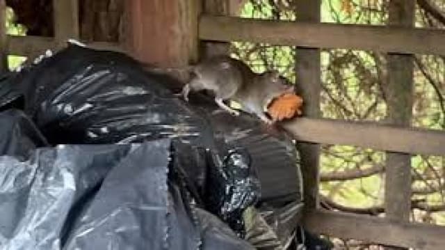 Ratmageddon: Concern as rats overrun UK and North American cities