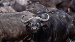 More than 80 buffaloes drown in Namibia after falling off cliff
