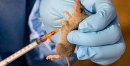 Lassa fever kills 166 people in nine months