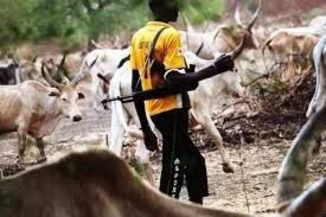 Herdsman, 36 cows shot dead in fresh unprovoked attack in Plateau