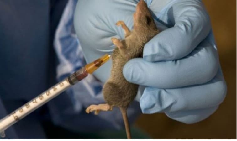 Kano issues Lassa fever advisory, warns of transmission risk