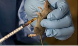 Kano issues Lassa fever advisory, warns of transmission risk