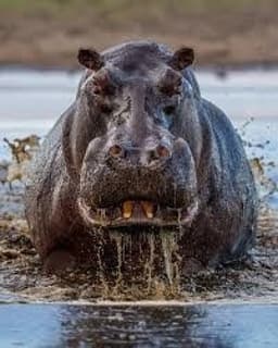 Hippopotamus attack: Gombe State Govt issues safety advisory