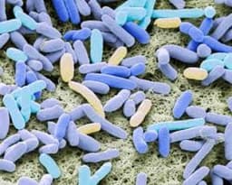 WHO warns of rapid rise in global antibiotic resistance