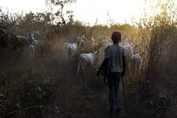 Two herders attacked, robbed in Taraba community