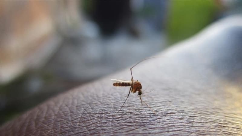 Mosquitoes discovered in Iceland for first time
