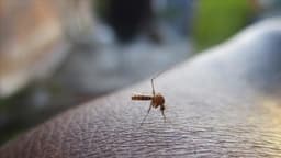 Mosquitoes discovered in Iceland for first time