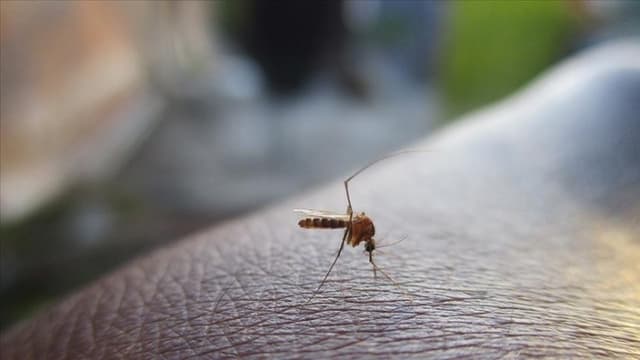 Mosquitoes discovered in Iceland for first time