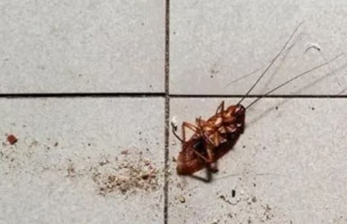 Woman trying to burn cockroach sets apartment ablaze