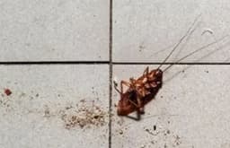 Woman trying to burn cockroach sets apartment ablaze
