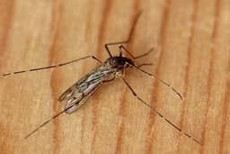 Iceland just found its first mosquitoes