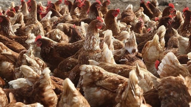 Over 100,000 chickens killed in massive poultry farm blaze in Poland