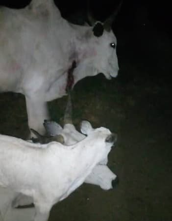 5 killed in Plateau over attack on Fulani cattle