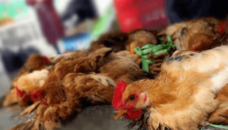 Taraba confirms outbreak of bird flu