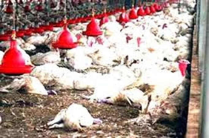 Taraba bans poultry movement as bird flu outbreak hits communities