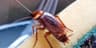 Cockroaches are secretly poisoning indoor air