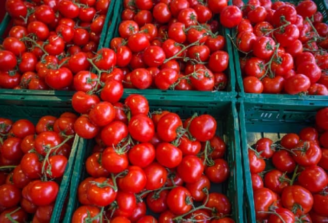 FG raises credit guarantee for Tomato farmers to 75%