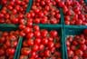 FG raises credit guarantee for Tomato farmers to 75%