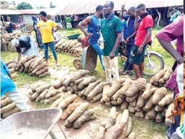 Calabar youths dump ?Yahoo Yahoo? for farming