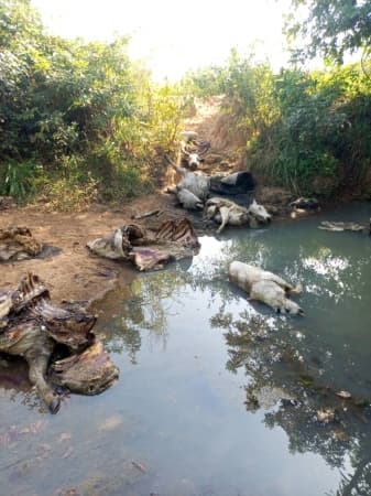 Tension in Benue over alleged attacks on herders, killing of 259 cattle