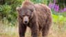 Grizzly bear on loose after attacking school group in Canada, injuring 11