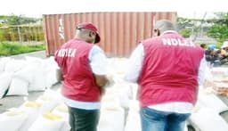 NDLEA arrests 44 suspects, seizes over 2,059kg of drugs in Edo