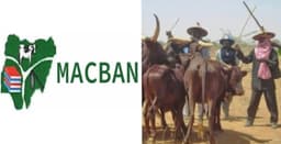 MACBAN appeals to Benue govt to intervene in alleged killing of herder