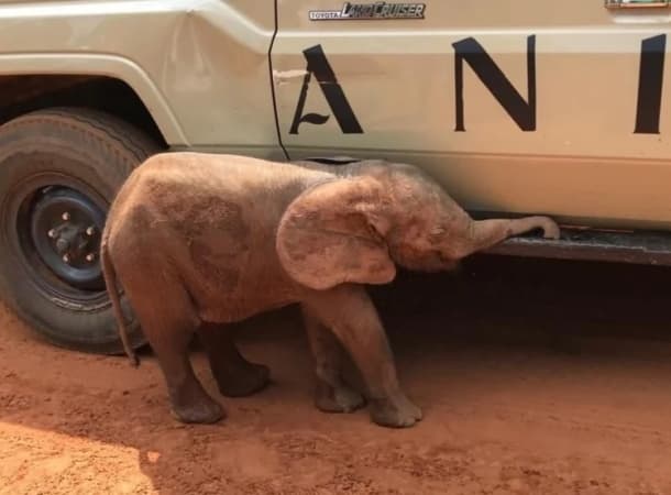 Rescued baby elephant undergoing rehabilitation in Edo — Park
