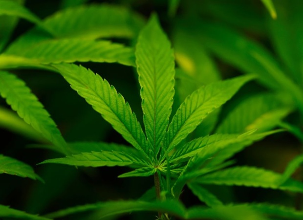 Trump expected to sign executive order reclassifying marijuana, easing restrictions on the drug