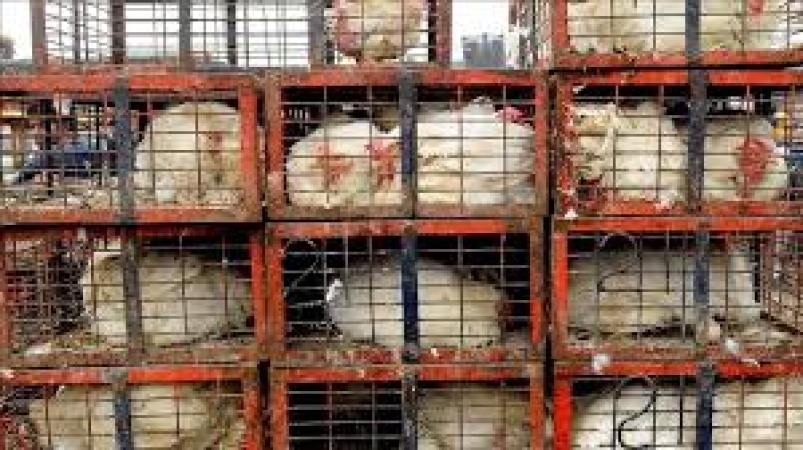 UK government plans to end use of hen cages under animal welfare reforms