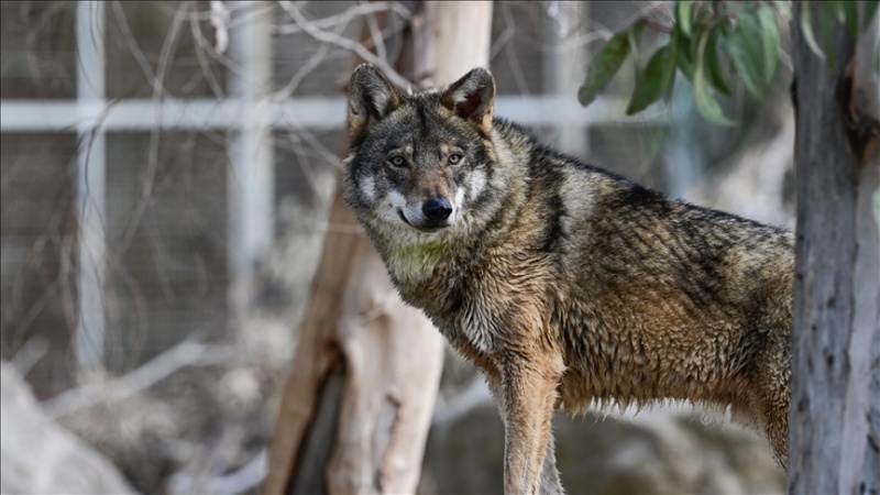Wolf escapes enclosure at Tokyo Zoo, visitors flee
