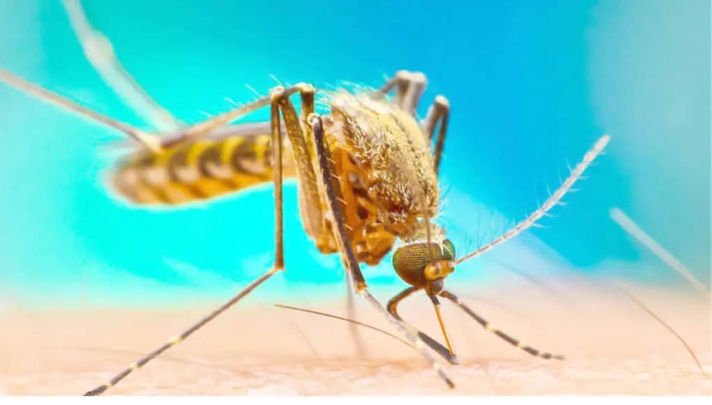 Nigeria, four other African countries account for half of global malaria cases — WHO