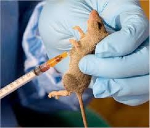 Benue records seven suspected cases of Lassa fever