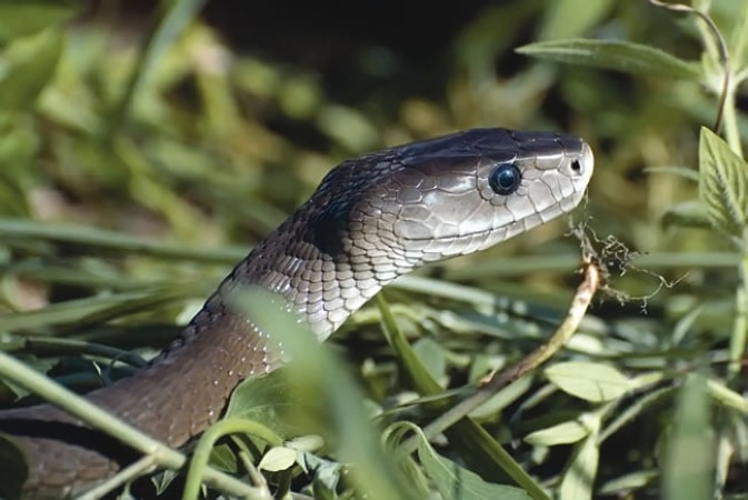Tying snake-bitten limb dangerous, Resident doctors warn Nigerians