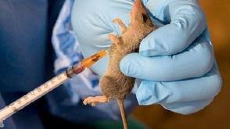 Lassa fever: Plateau records 6 confirmed cases, 4 deaths