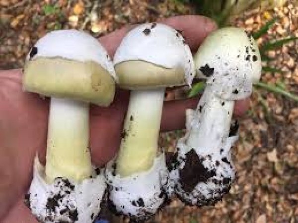 4 die in US after eating death cap mushrooms