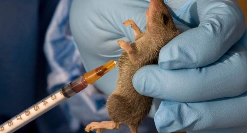 Lassa Fever: Kwara Govt Threatens Sanctions Against Food Processors, Street Vendors Over Poor Hygiene