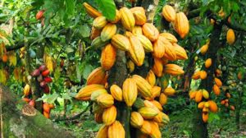 Nigeria, twomothers on standby to replace Ghana as world’s second-largest cocoa producer