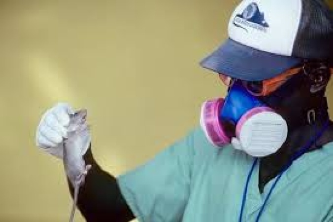 15 dead, 49 infected in Taraba Lassa fever outbreak