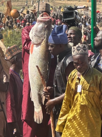 Argungu fishing festival’s biggest catch weighs 59kg