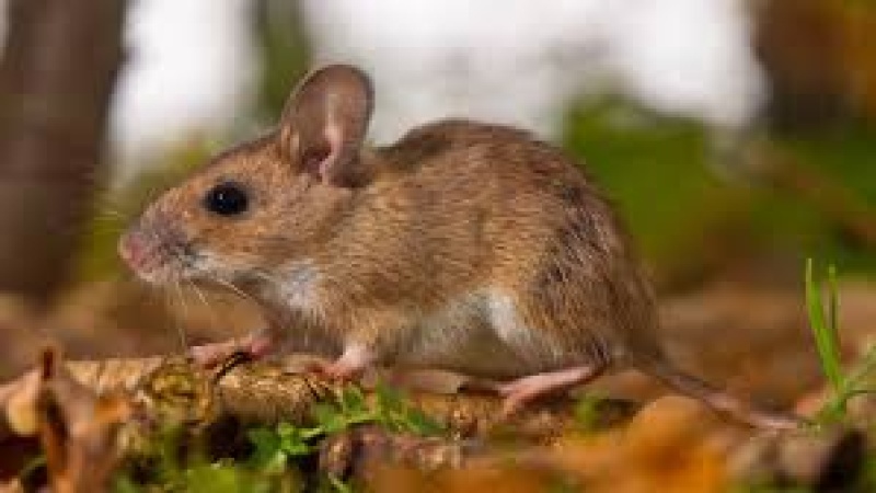 Benue Govt. confirms 11 cases of Lassa fever, 4 deaths