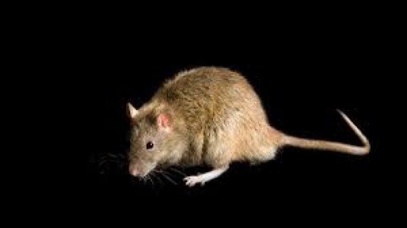 Kano confirms Lassa fever death, two infections as health authorities trace 62 contacts